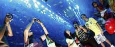 Dubai Aquarist