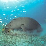 В Эмиратах услышаны жалобы морских невест