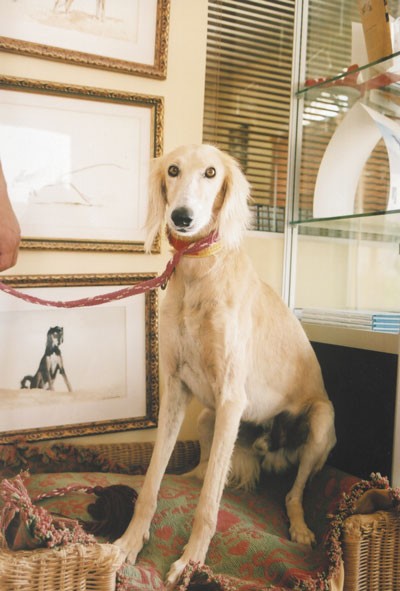Saluki