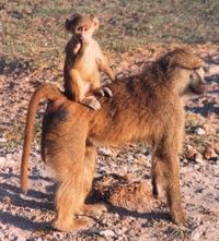 Monkeys