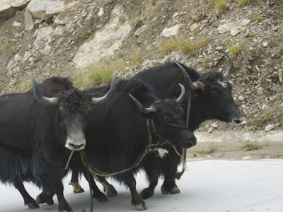 Nepal