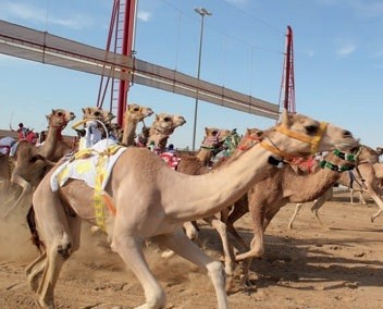 Гонки верблюдов Dubai Camel Race
