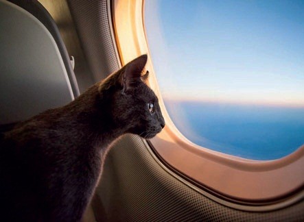 авиаперевозки домашних животных Emirates Pets