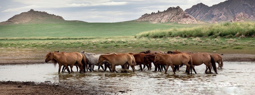 Jalman Meadows Wilderness Camp, Монголия
