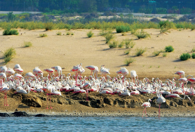 Al Wathba Wetland Reserve