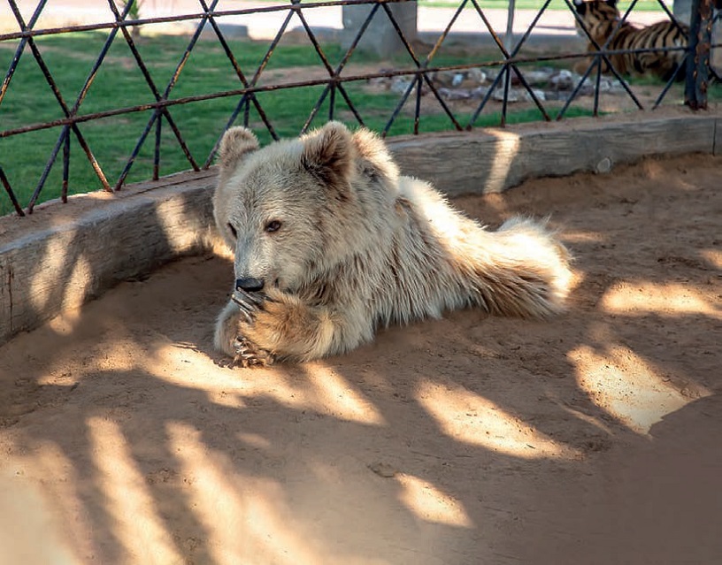 Al Buqaish Private Zoo