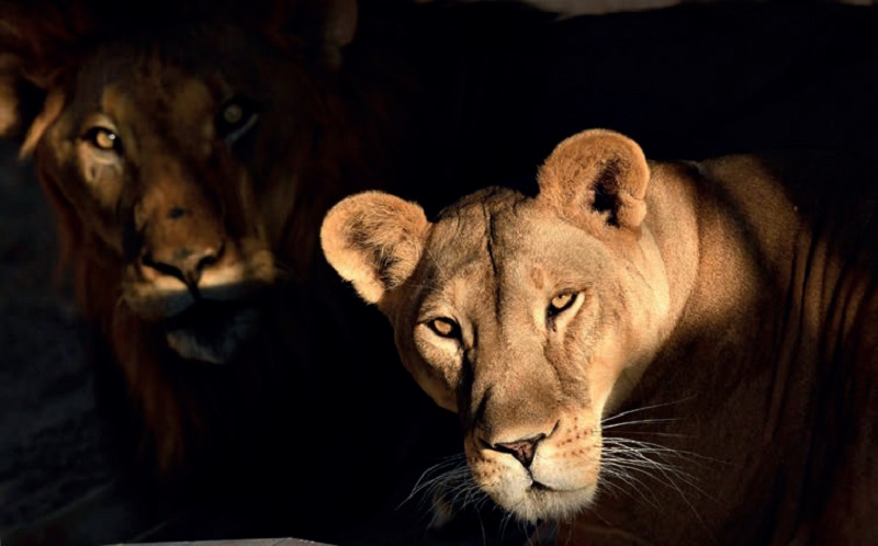 Al Buqaish Private Zoo