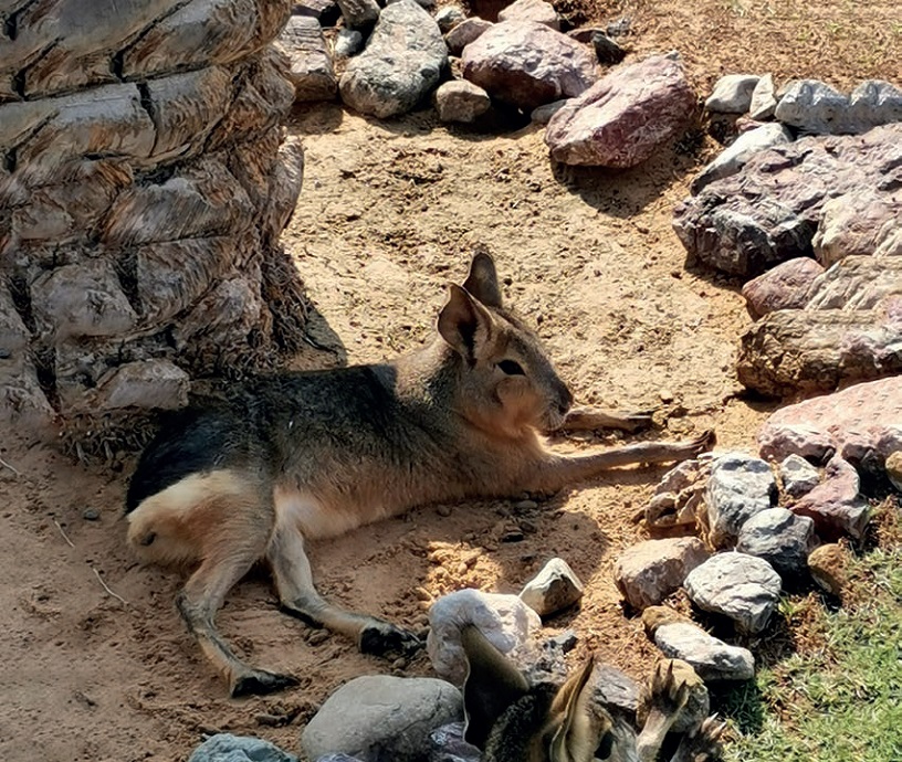 Al Buqaish Private Zoo