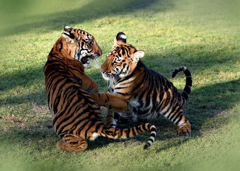 Al Buqaish Private Zoo