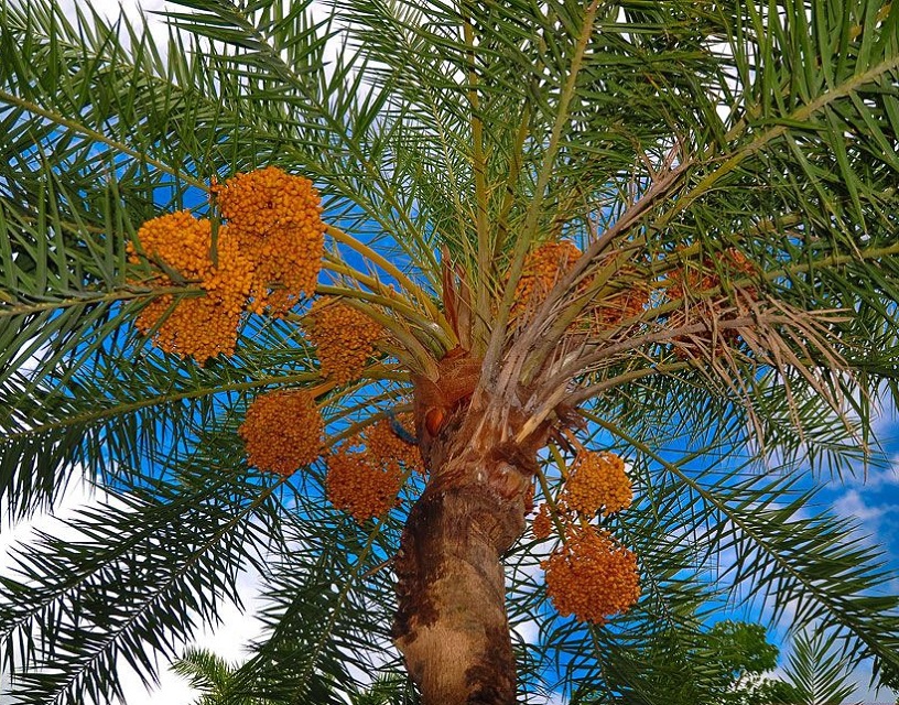 Abu Dhabi Date Palm Exhibition