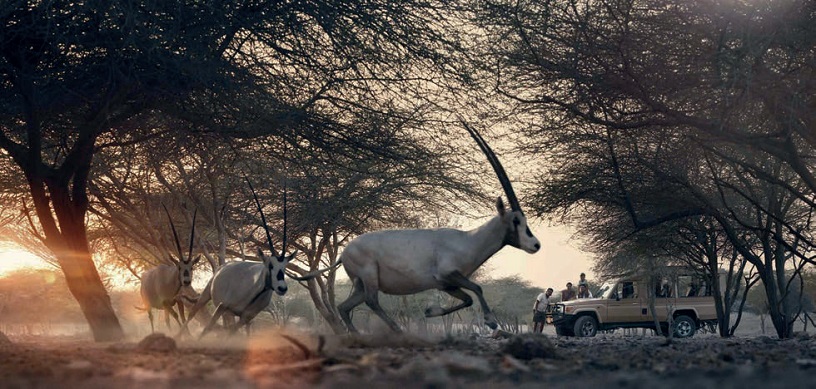 Остров Sir Bani Yas Island Остров Sir Bani Yas Island