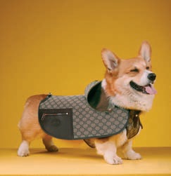 Gucci коллекция для питомцев Gucci Pet Gucci коллекция для питомцев Gucci Pet